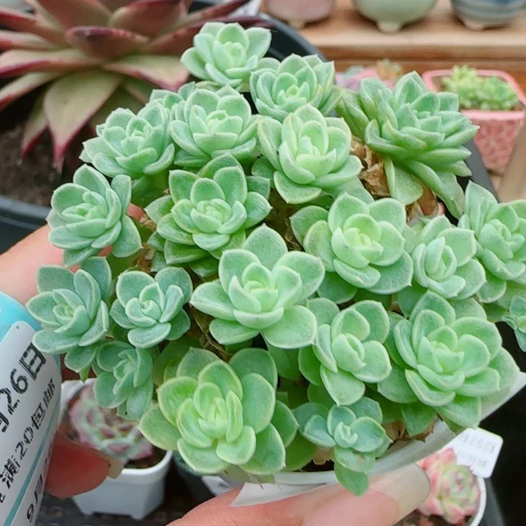 ****茶花语逸镜0926-50女王