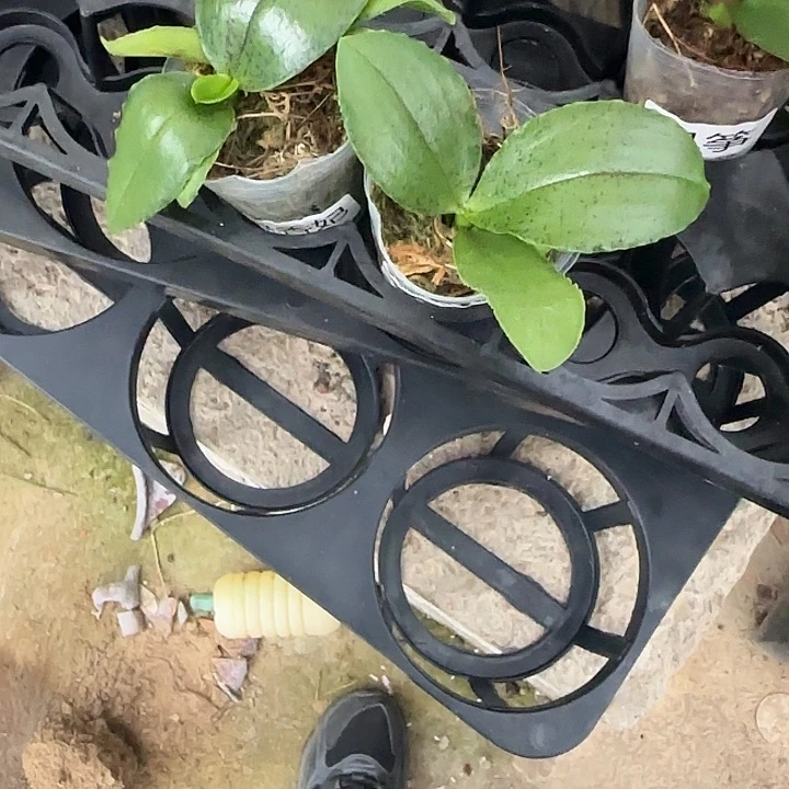 完全开放绿香妃1.7 开花很香 根稀少