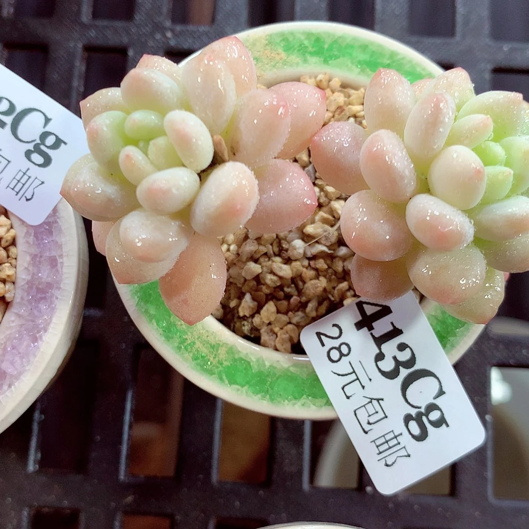 5厘米盆精控多肉413