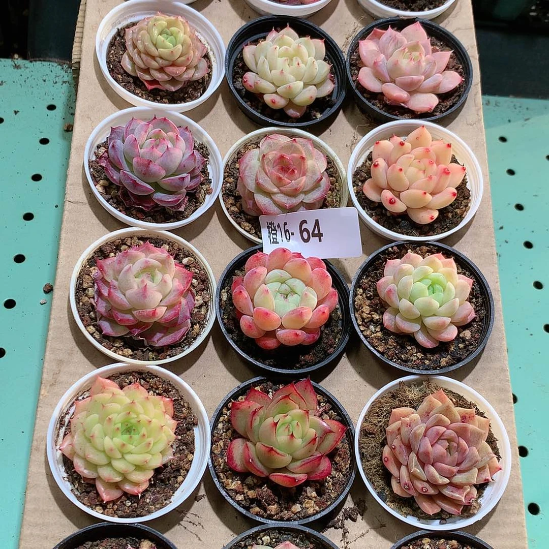 16-64一物一拍带盆18颗