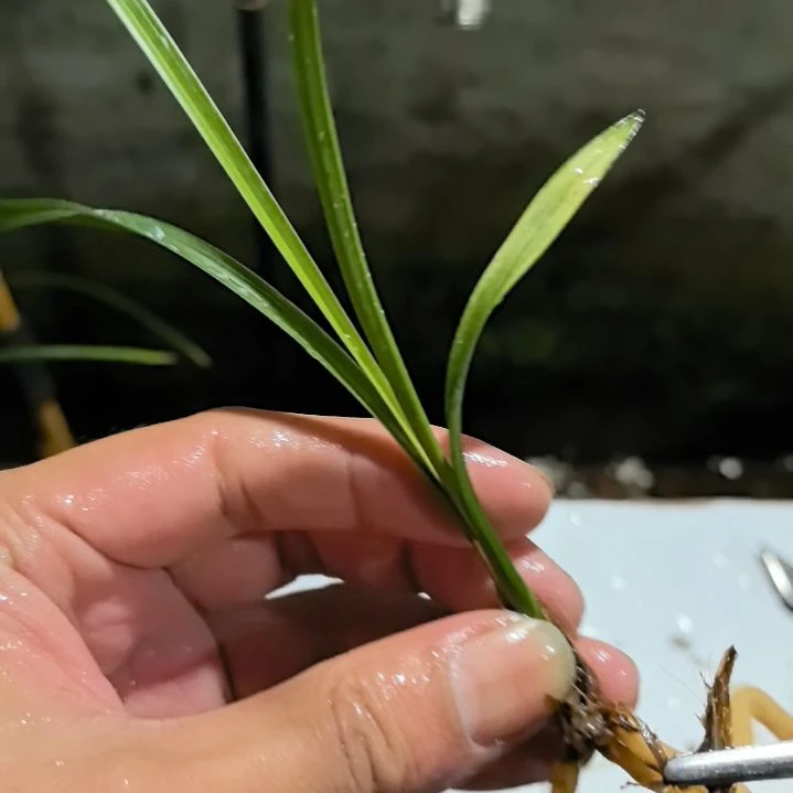 完全开放红霞素龙头苗小苗