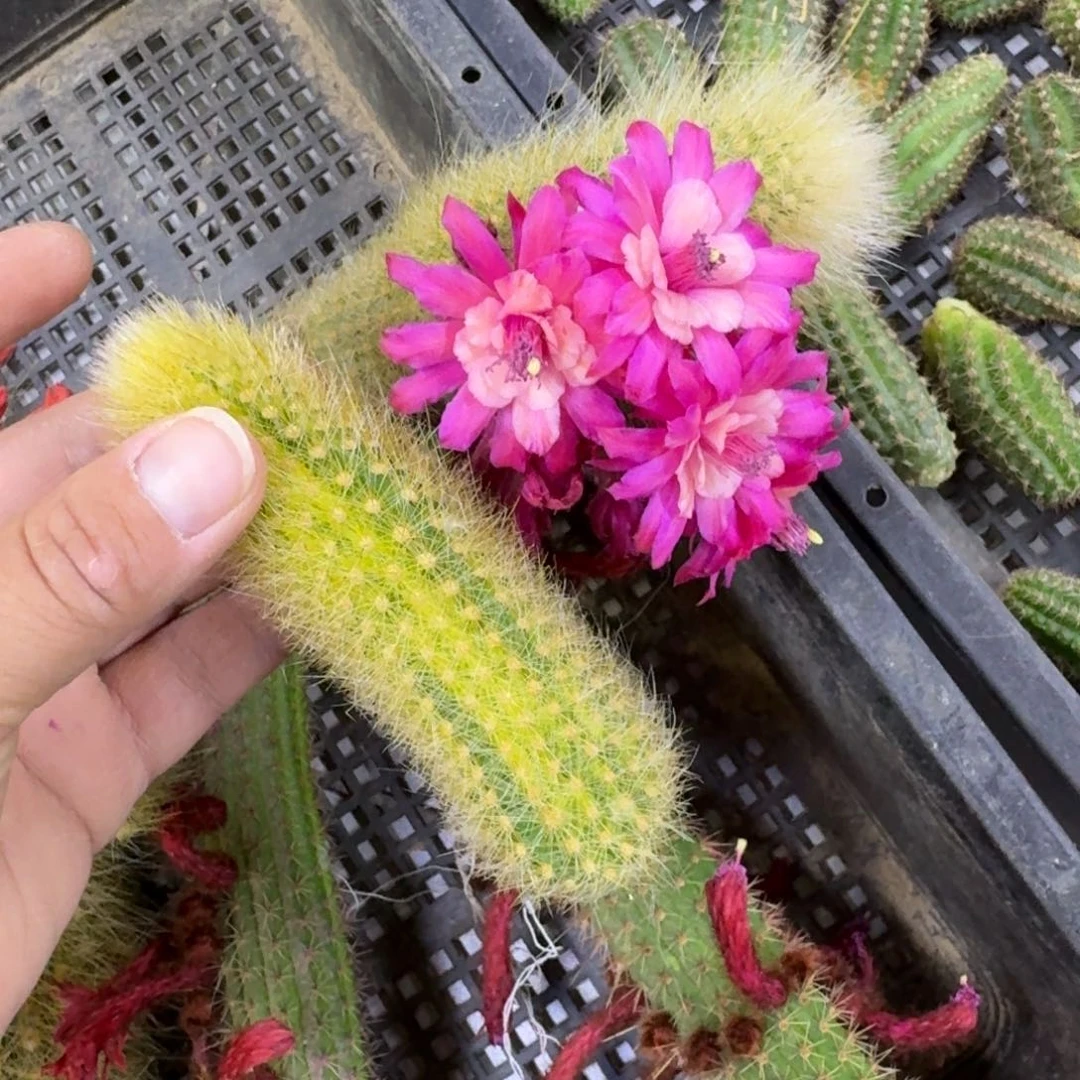 261杂交九尾狐无根侧牙5公分左右，20包邮