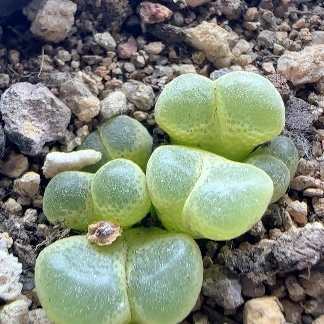 各位宝宝下午安康41453