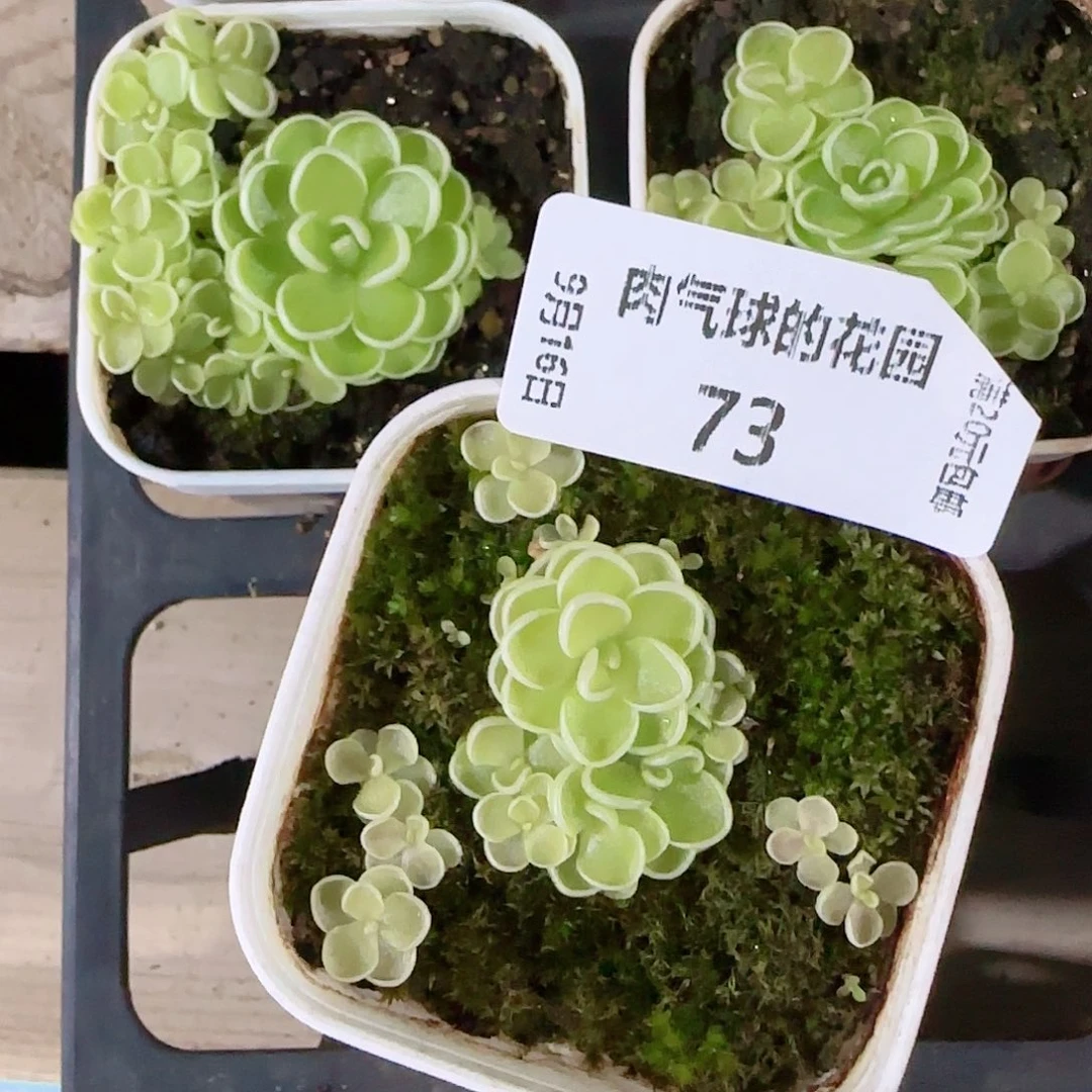 0916---73爱丽丝，