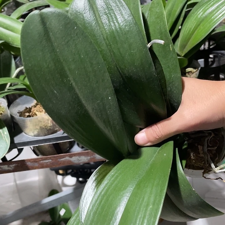 ᦦ***࿐完全开放美洲豹 2.8寸 微瑕