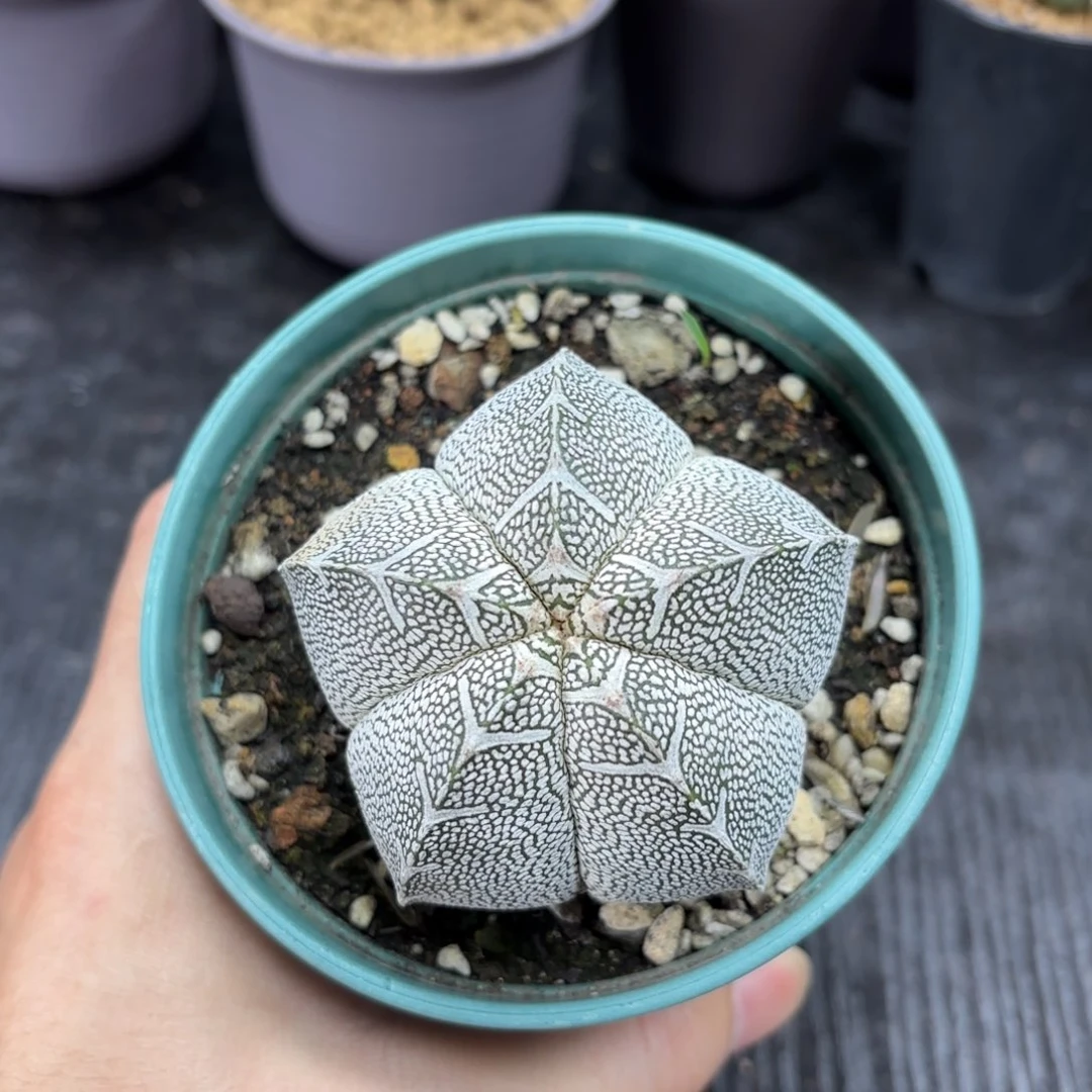 恩冢鸾凤玉带盆包邮