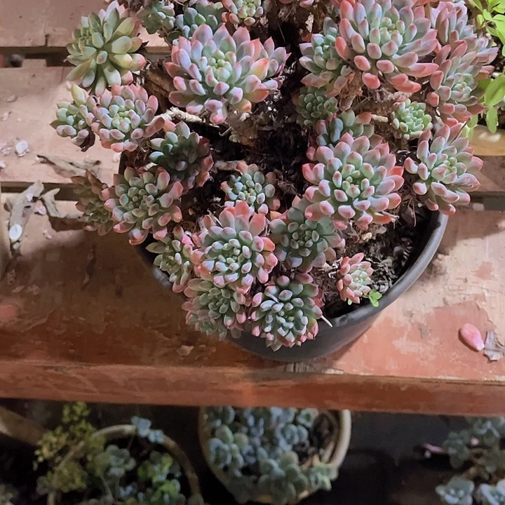明***这几句真的好好哭我都忍