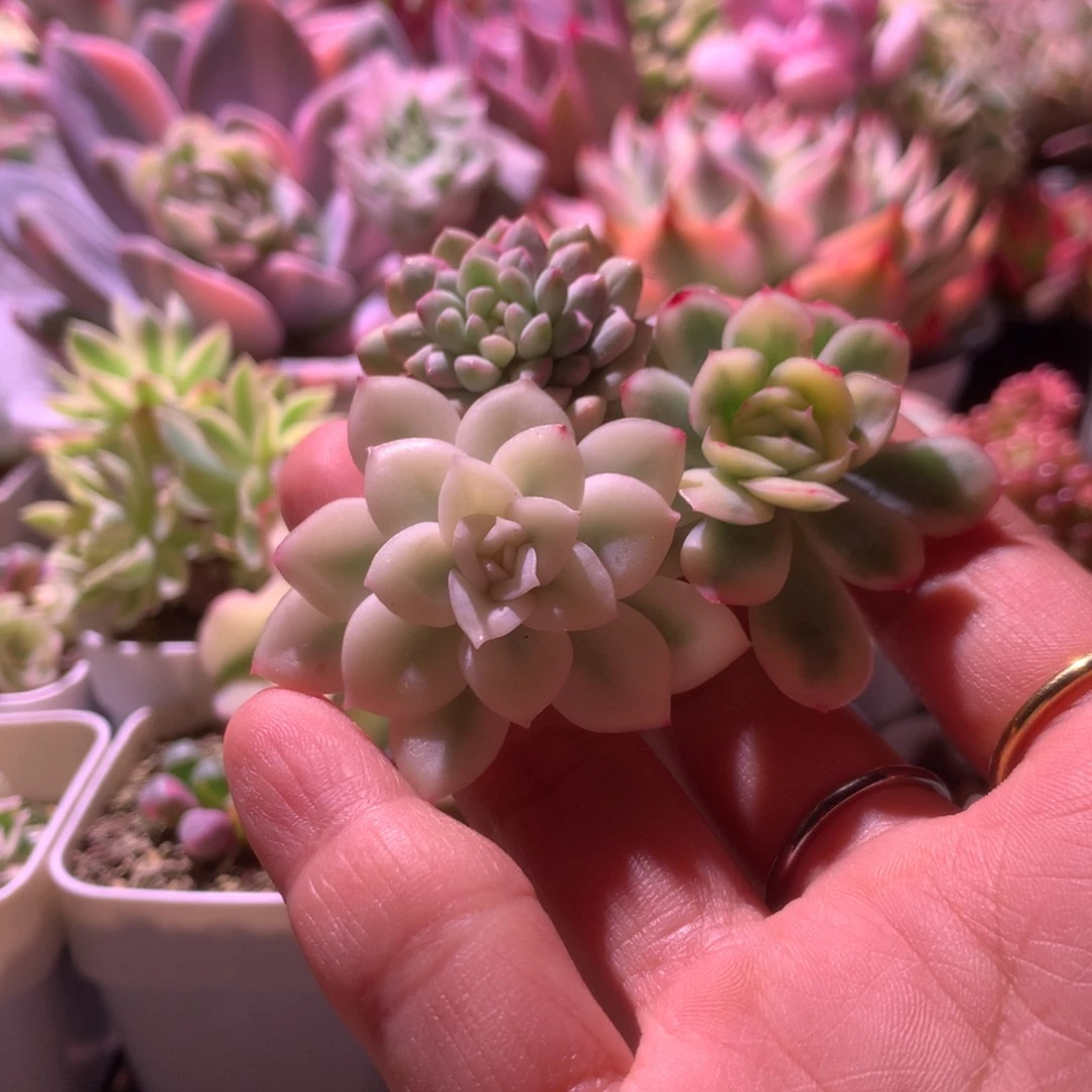 开播福利组合1组合