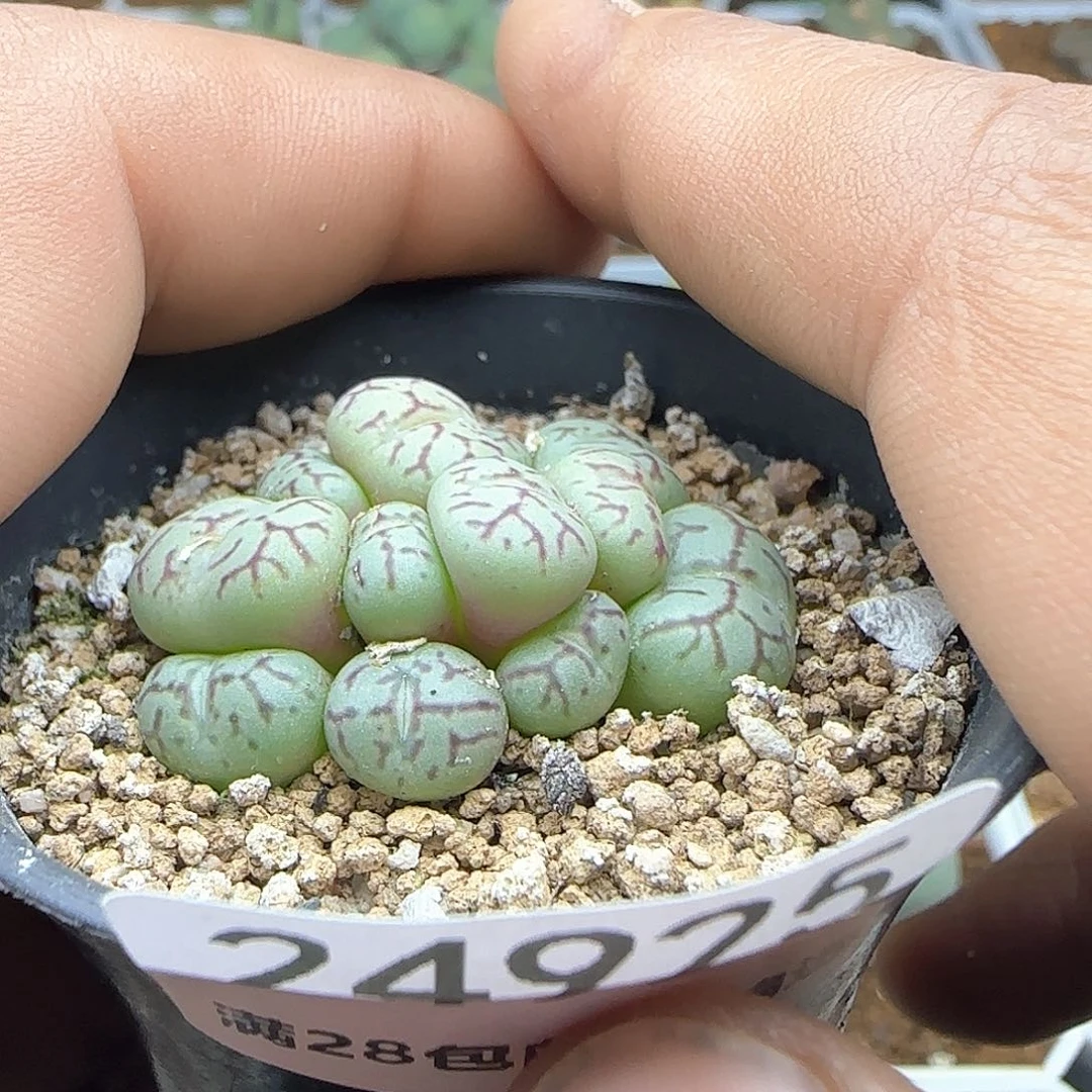 鲨**?脱土满28包邮24925