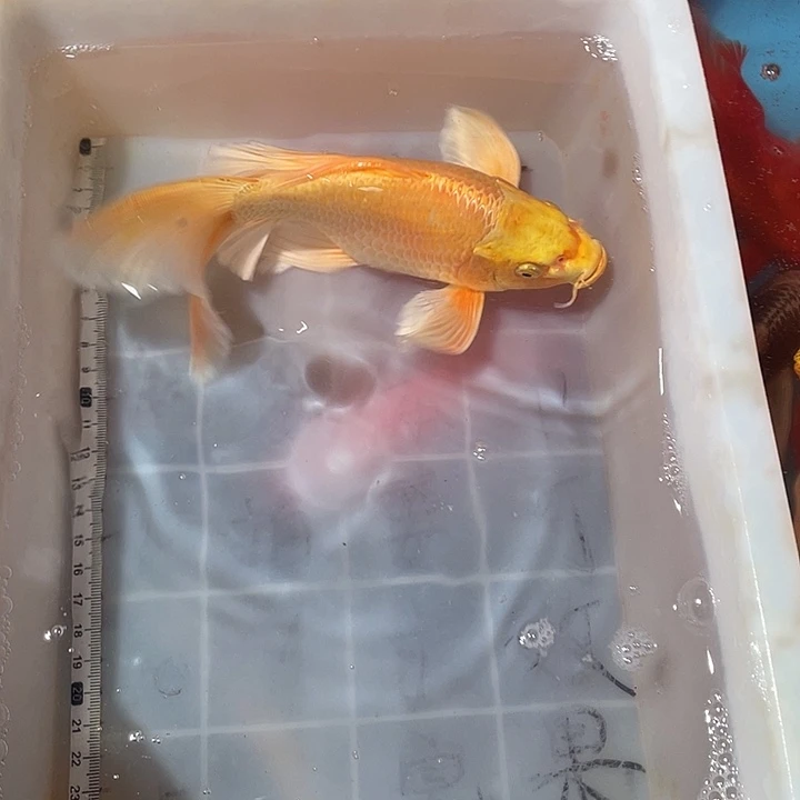 蝴蝶鲤鱼渔场直发56