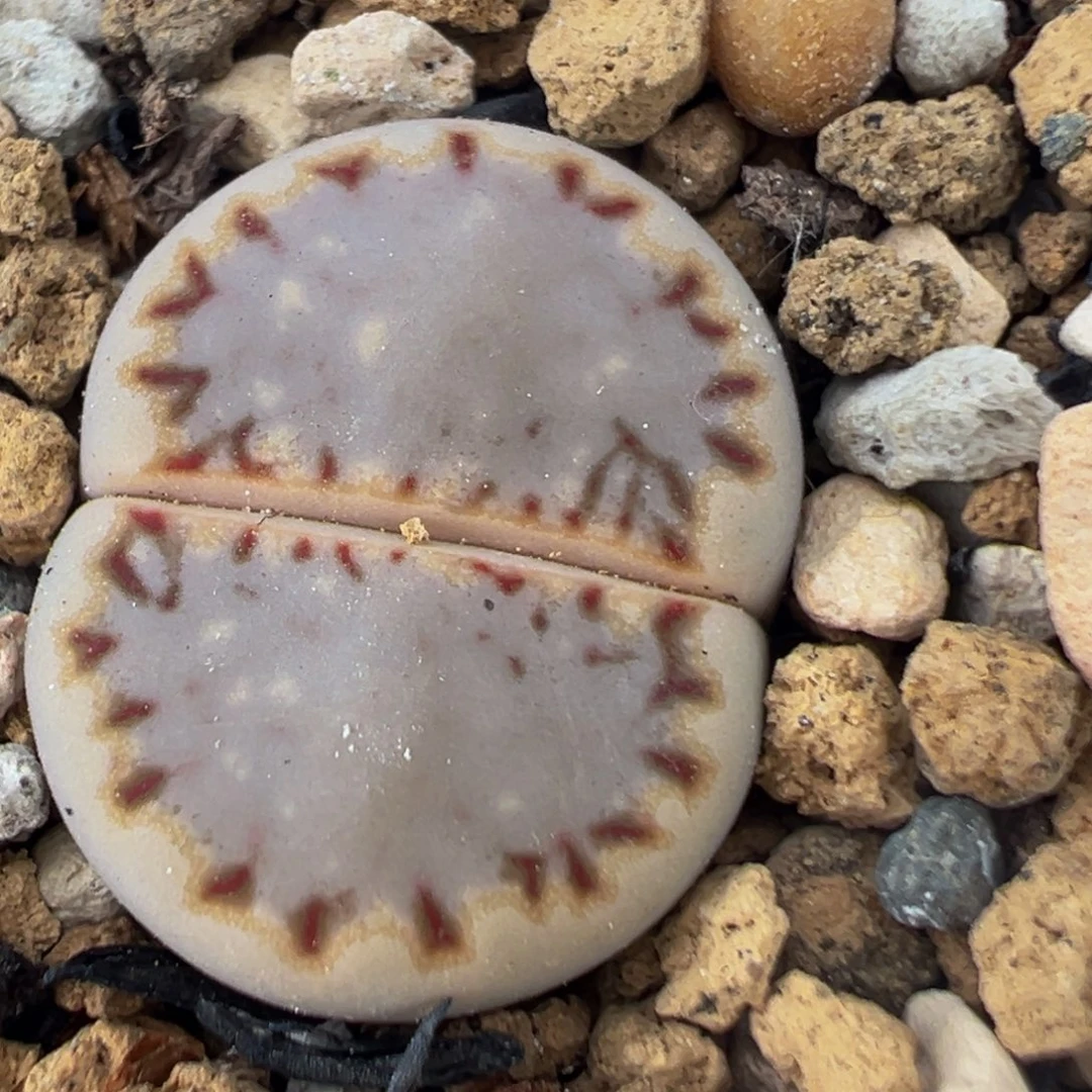 豆***酱23多肉植物百科植物