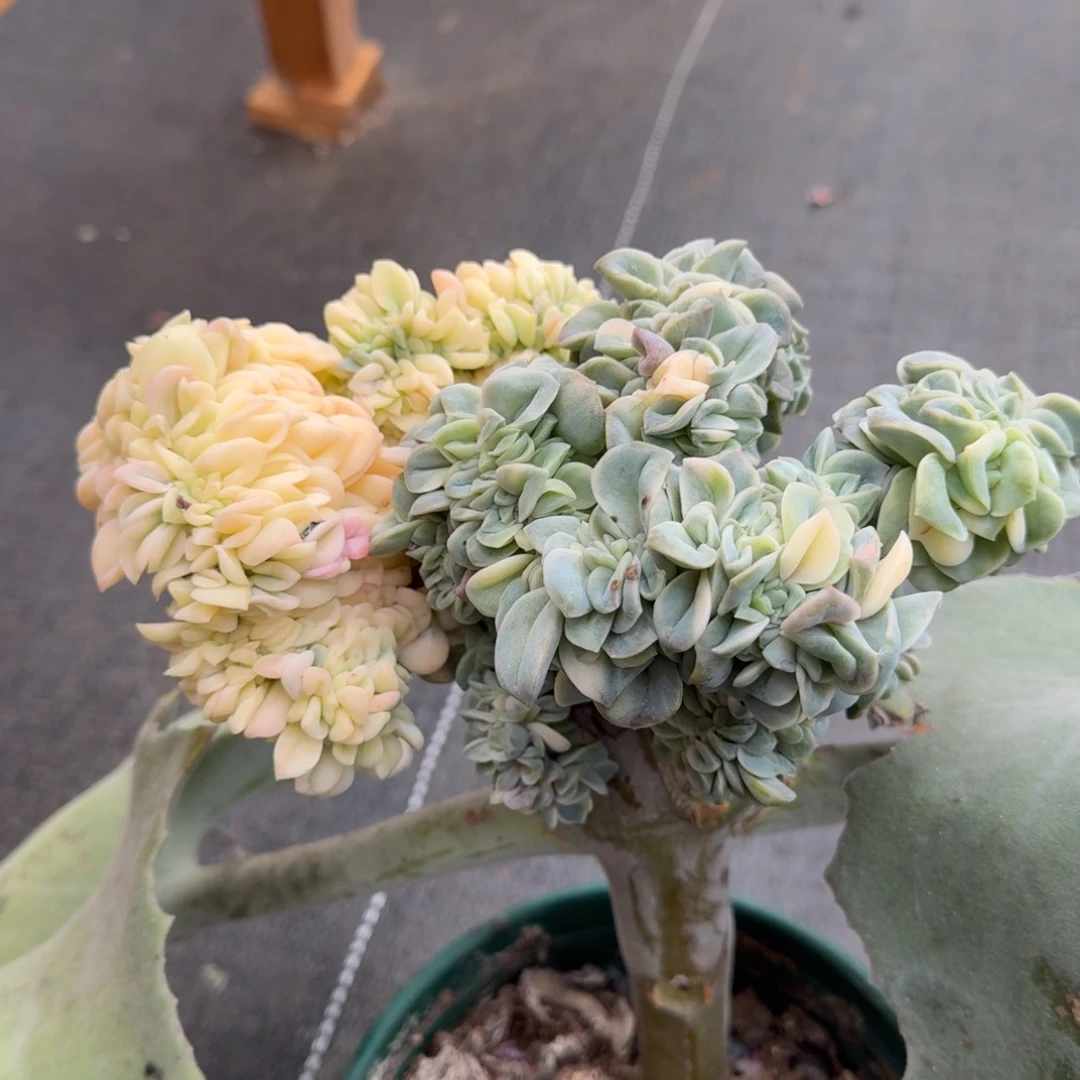 可爱玫瑰锦缀锦上园艺一物一拍