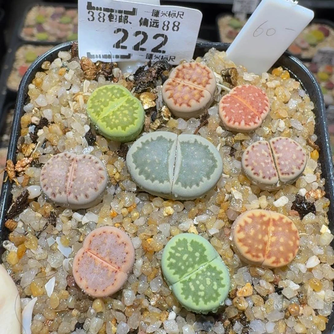 Sssss精品生石花222