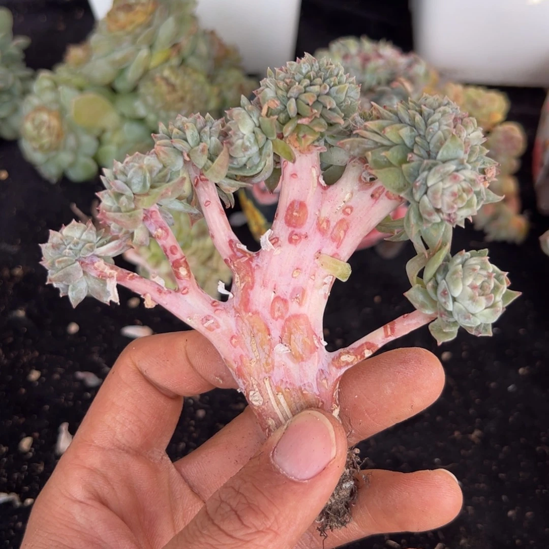 新年快乐新年快乐