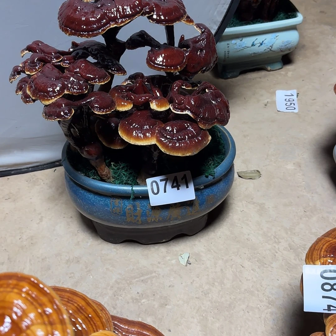 无花朵灵芝是我国著名植物