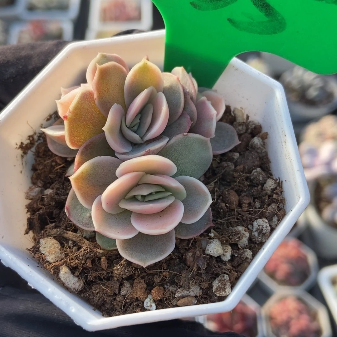 835蓝色惊喜锦多肉