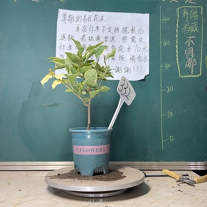 当前无花栽培后可以开花 小斑叶丽人  332