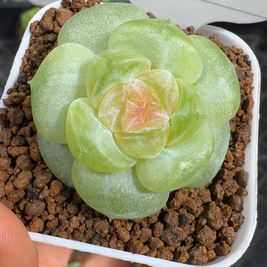 0924-47-淳儿单头