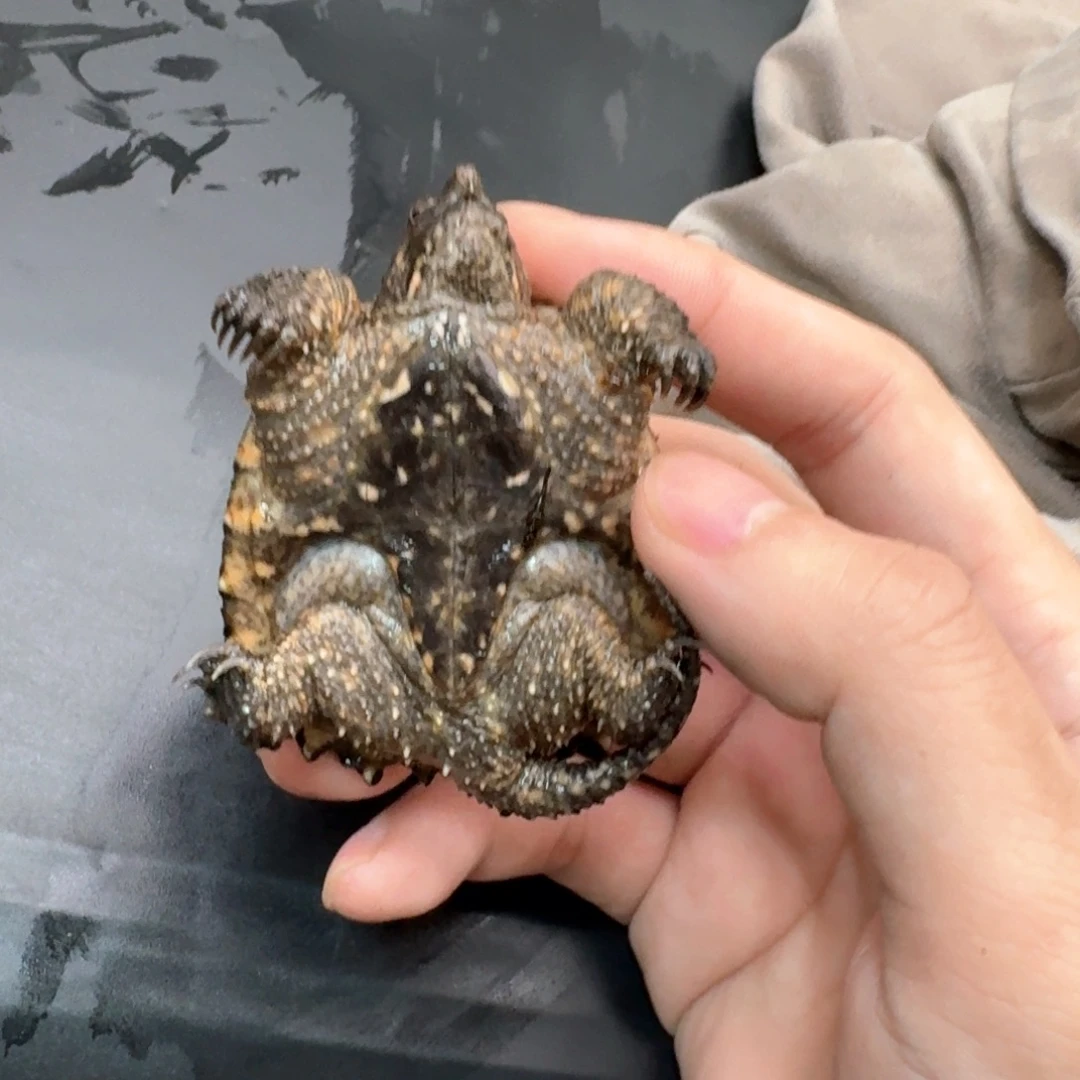 小鳄龟不分公母11