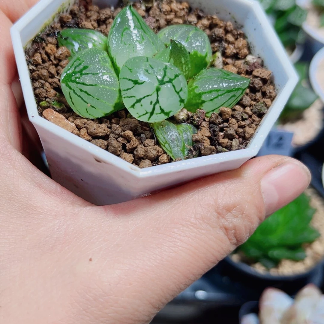 虞美人多肉植物6666