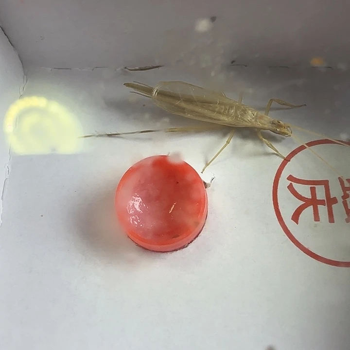 柬竹2只野生单口6666666