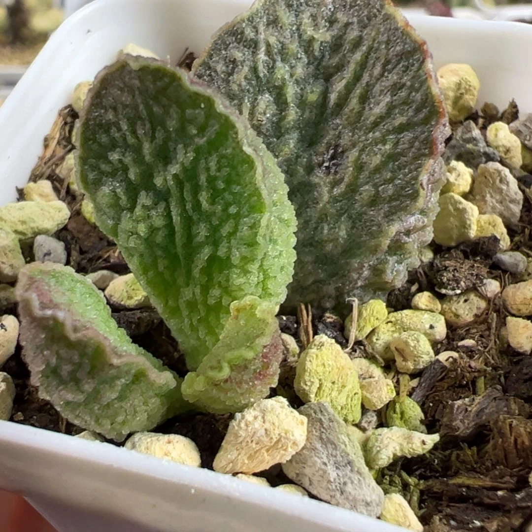 实生新品大苗多肉植物水泡多肉植物
