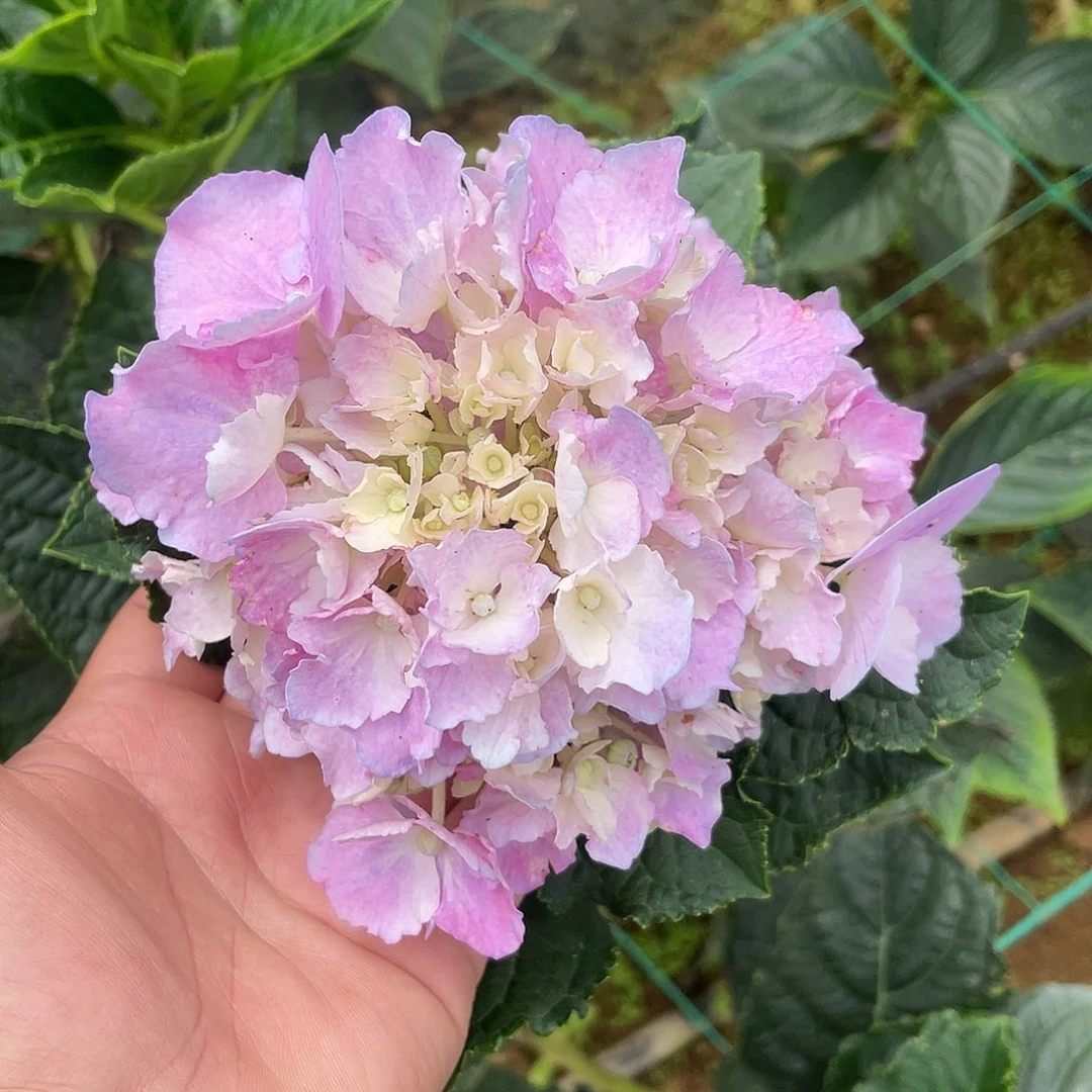 绣球切花一物一拍3枝起包邮，70