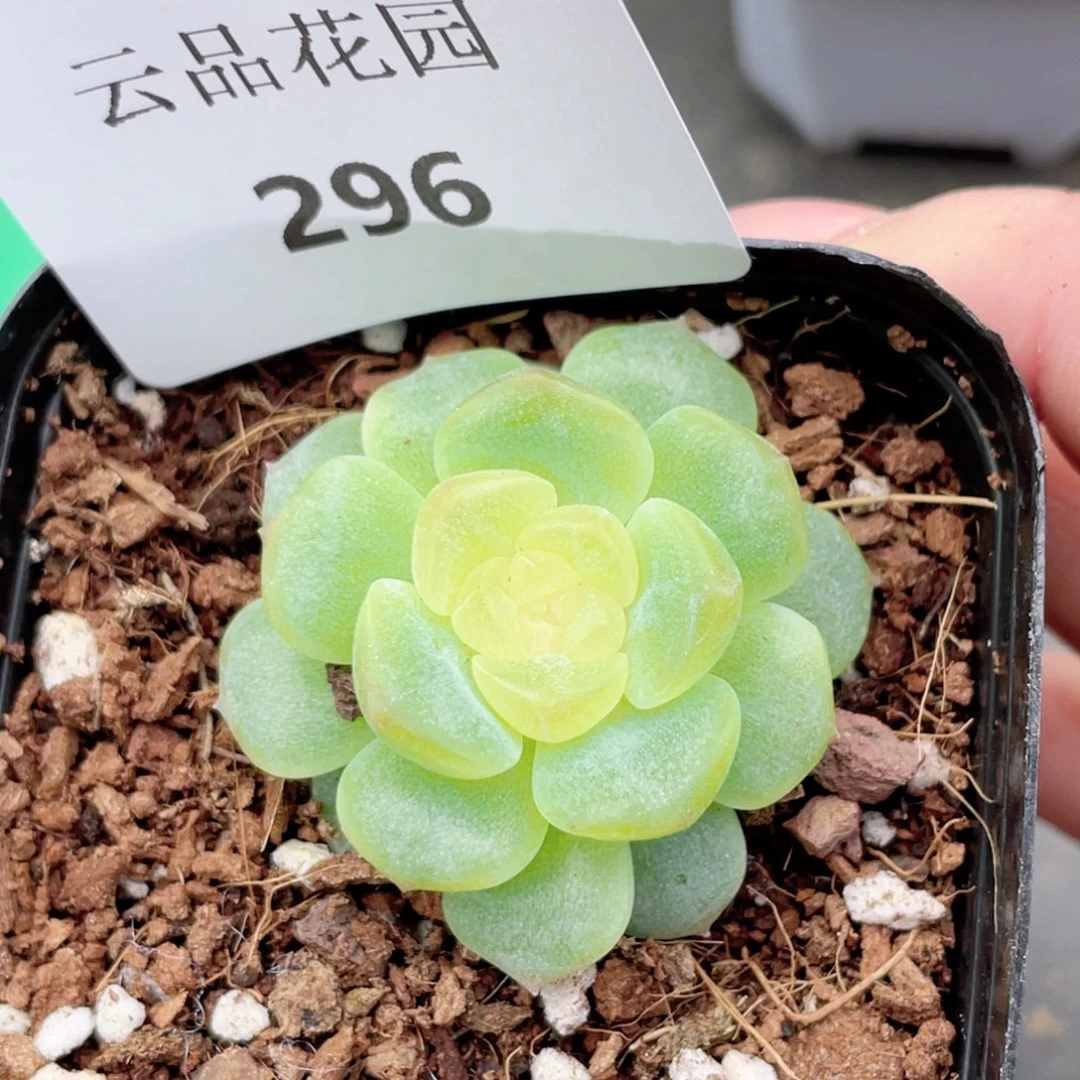 296号糖心冰心珍妮 无尽灯