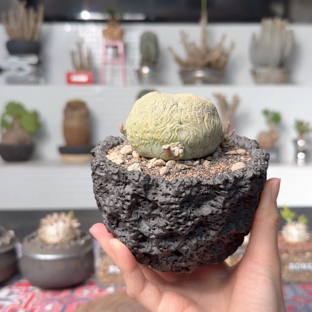 小金蟾凝蹄玉 一物一拍