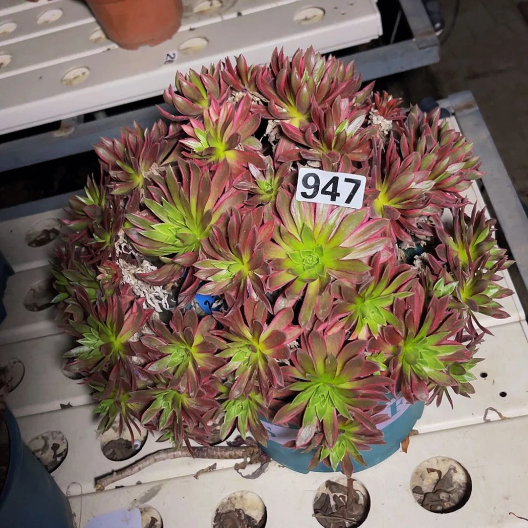 法师法师7/37包邮法师