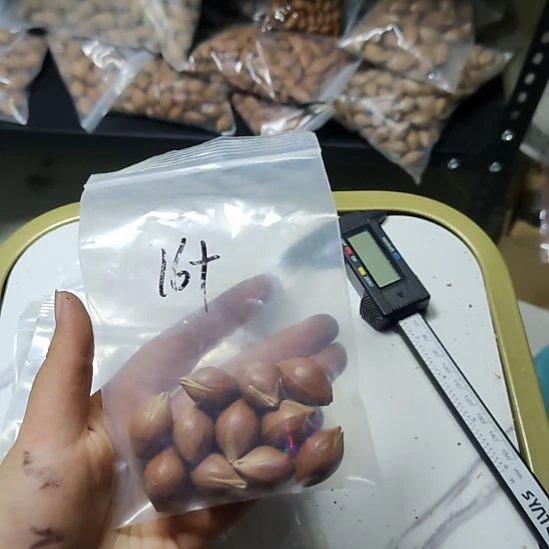 ****。吊坠橄榄核16+尺寸油核