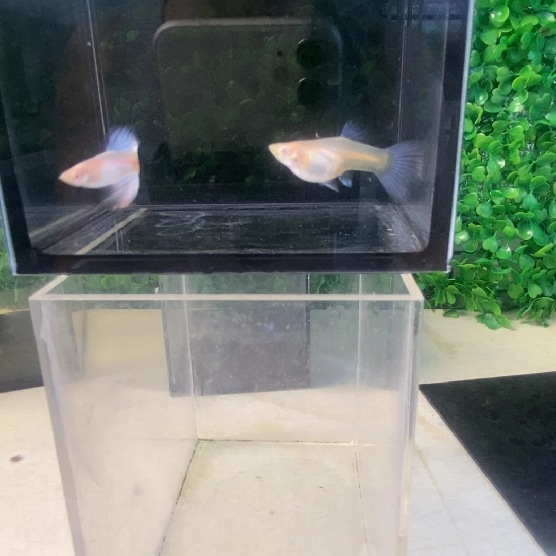 孔雀鱼紫白欧翼一对