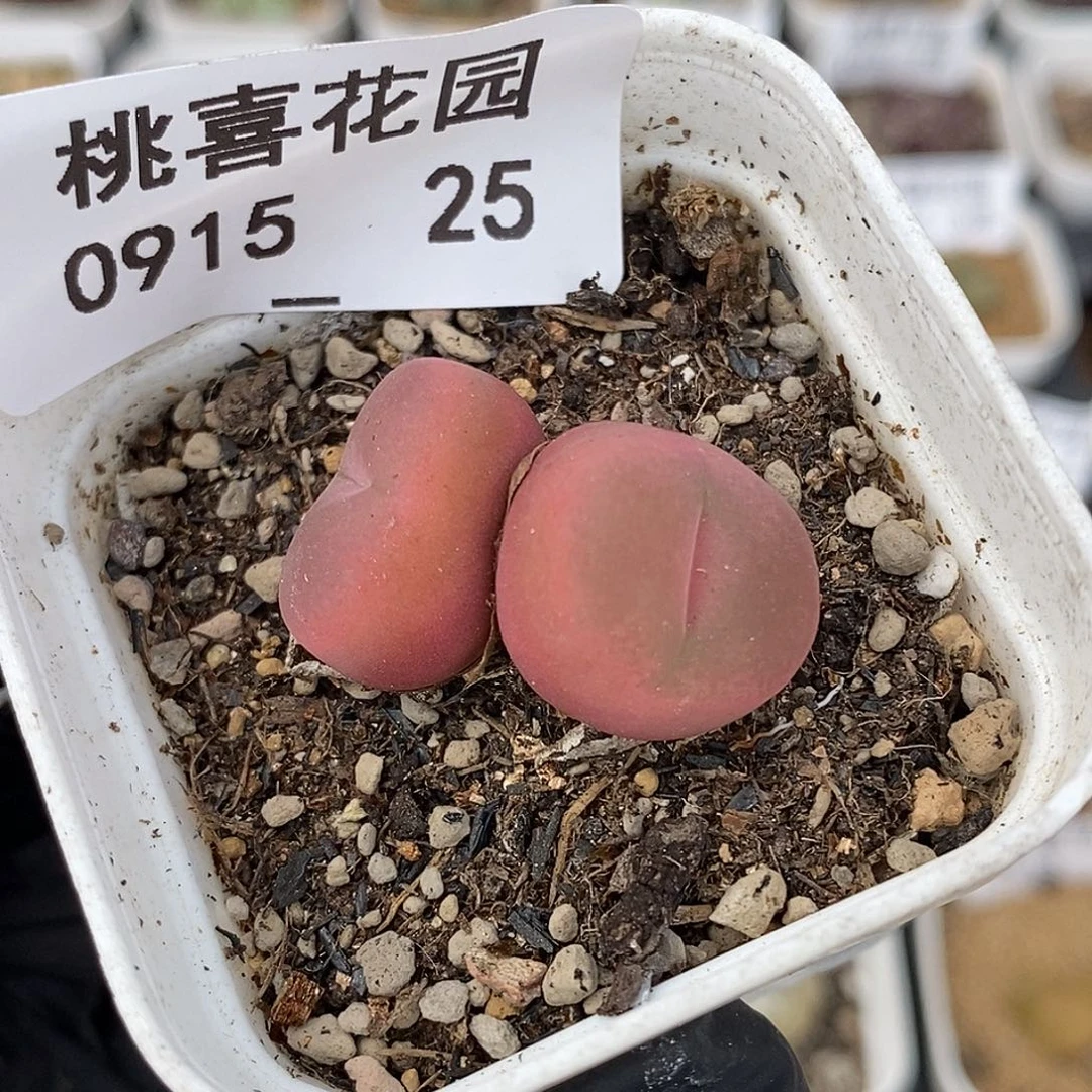 0915-25-毛福利。