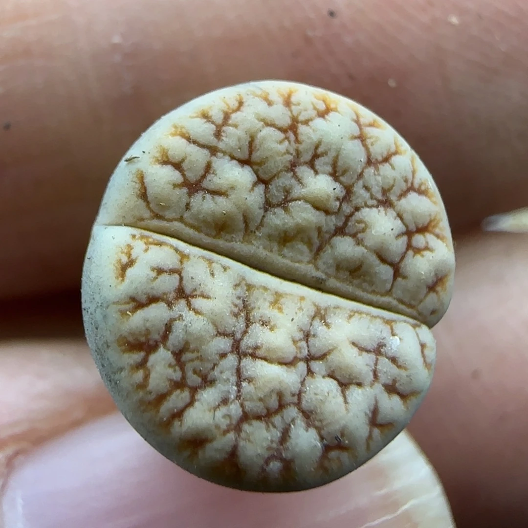 253荒189 清框福利30包邮