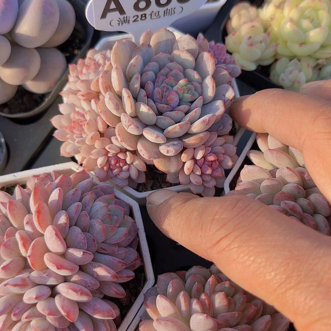 A866黛安娜一物一拍