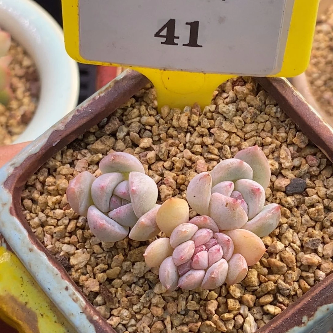 941厚梦缀化多肉植物