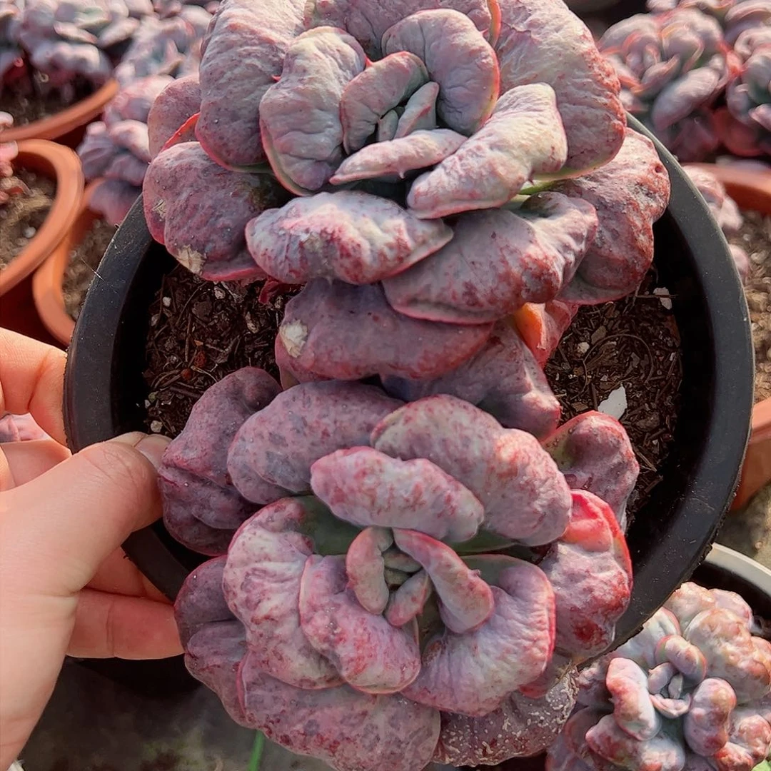 心之悦双头起老桩