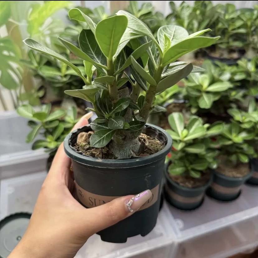 [加仑盆发货]四季开花嫁接沙漠玫瑰盆栽重瓣大花耐寒热好养易活