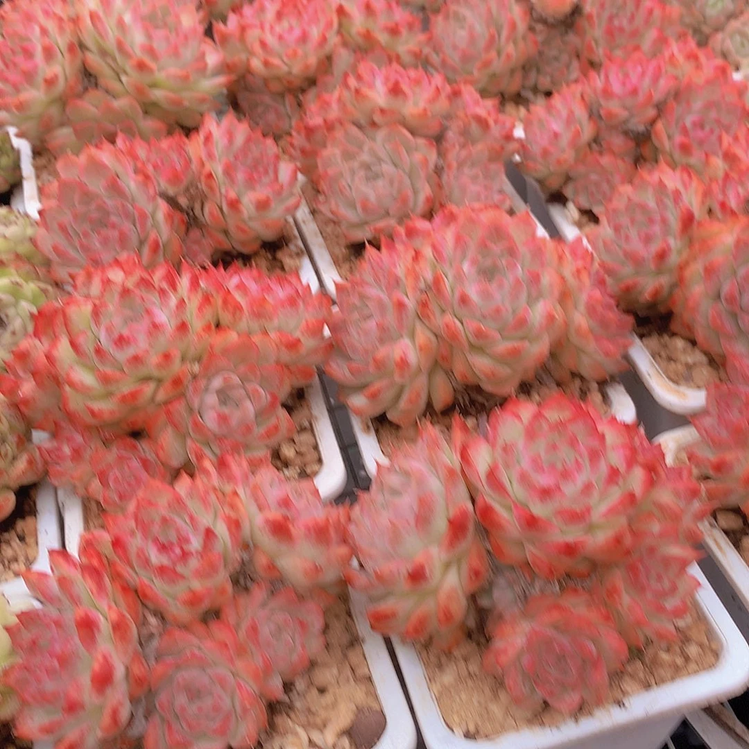 桃熏女王345788990000000