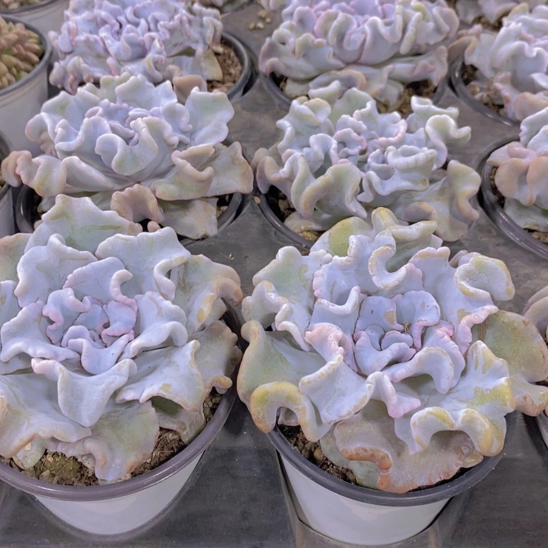 量拍8号 精品芭蕾舞者白饺子皮单头一个