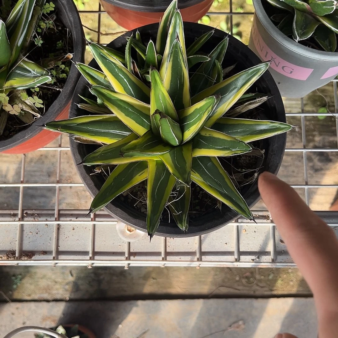 白***金山龙舌兰花卉绿植