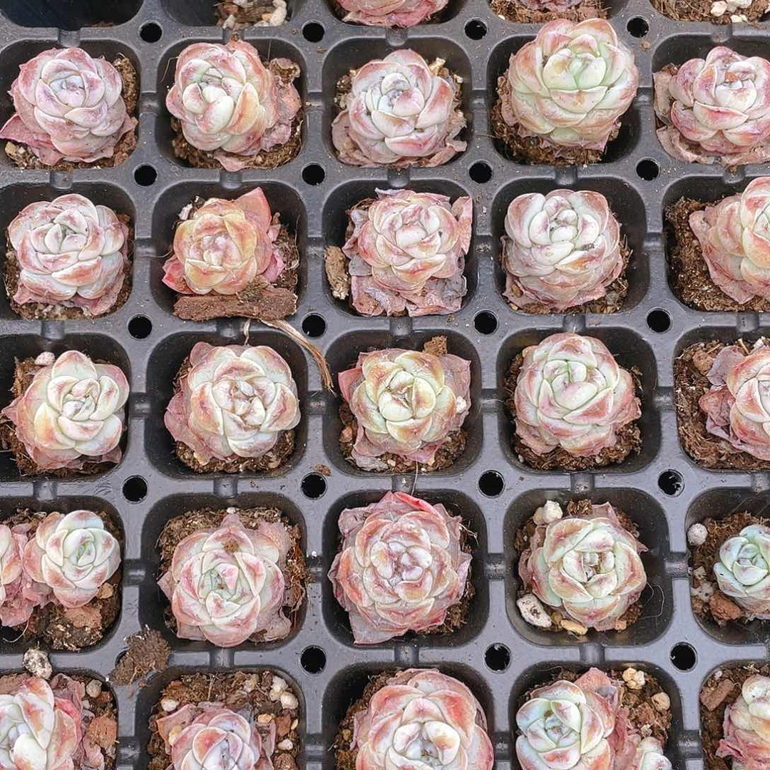 水果软糖 穴 4颗