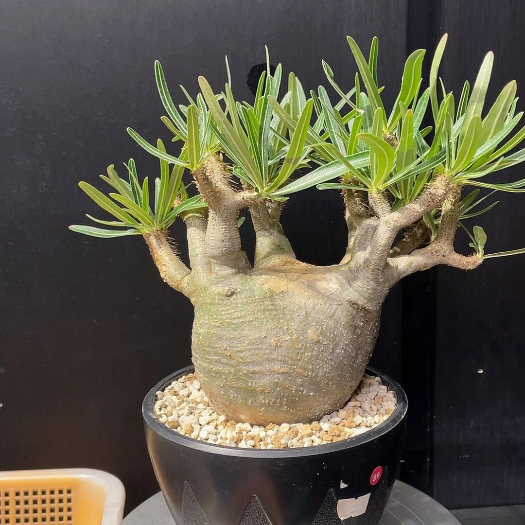 象牙宫带盆包邮哦