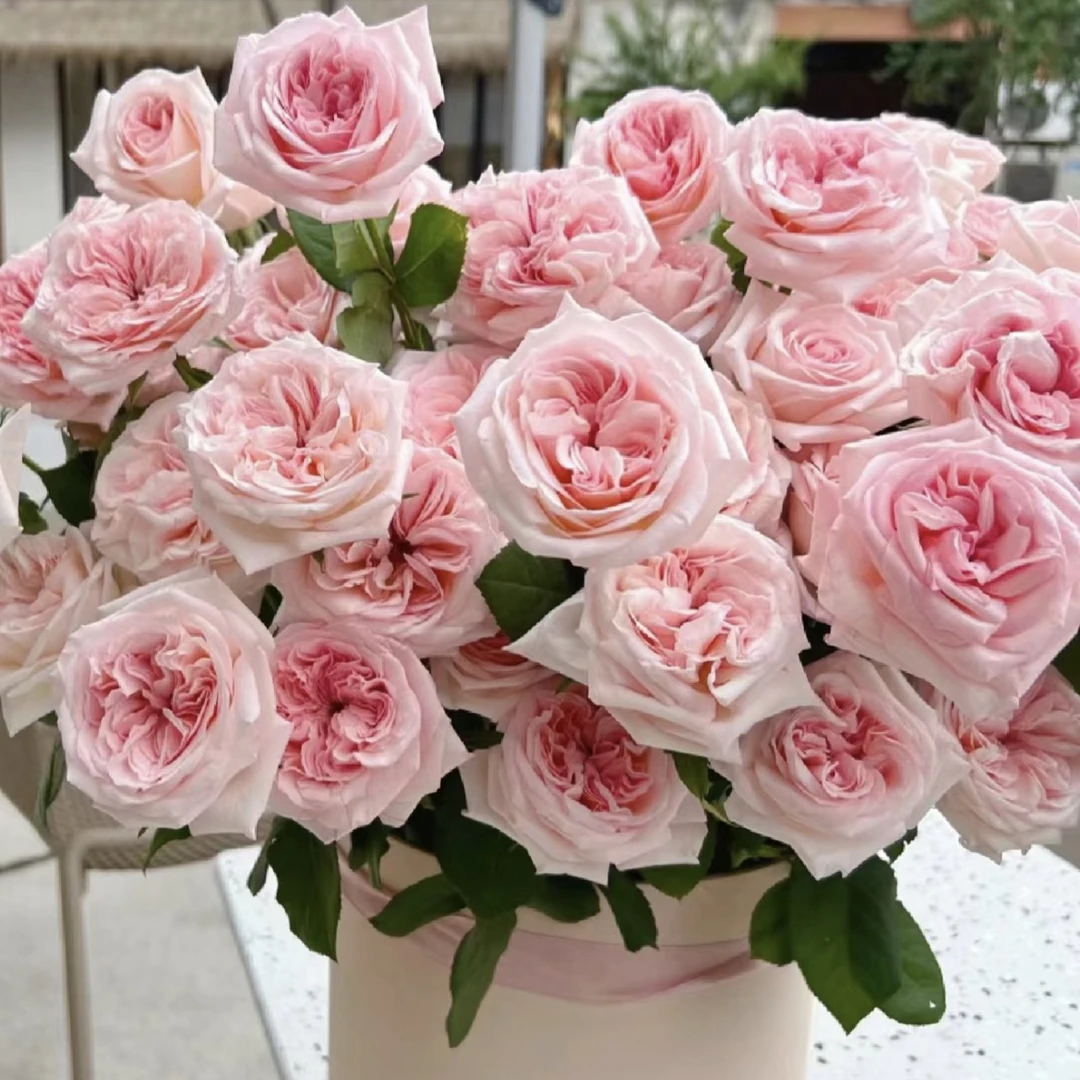 粉荔枝玫瑰月季浓香