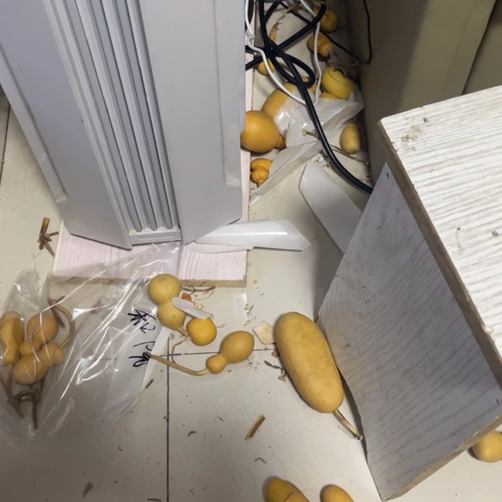 y***義红红火火去哈哈葫芦