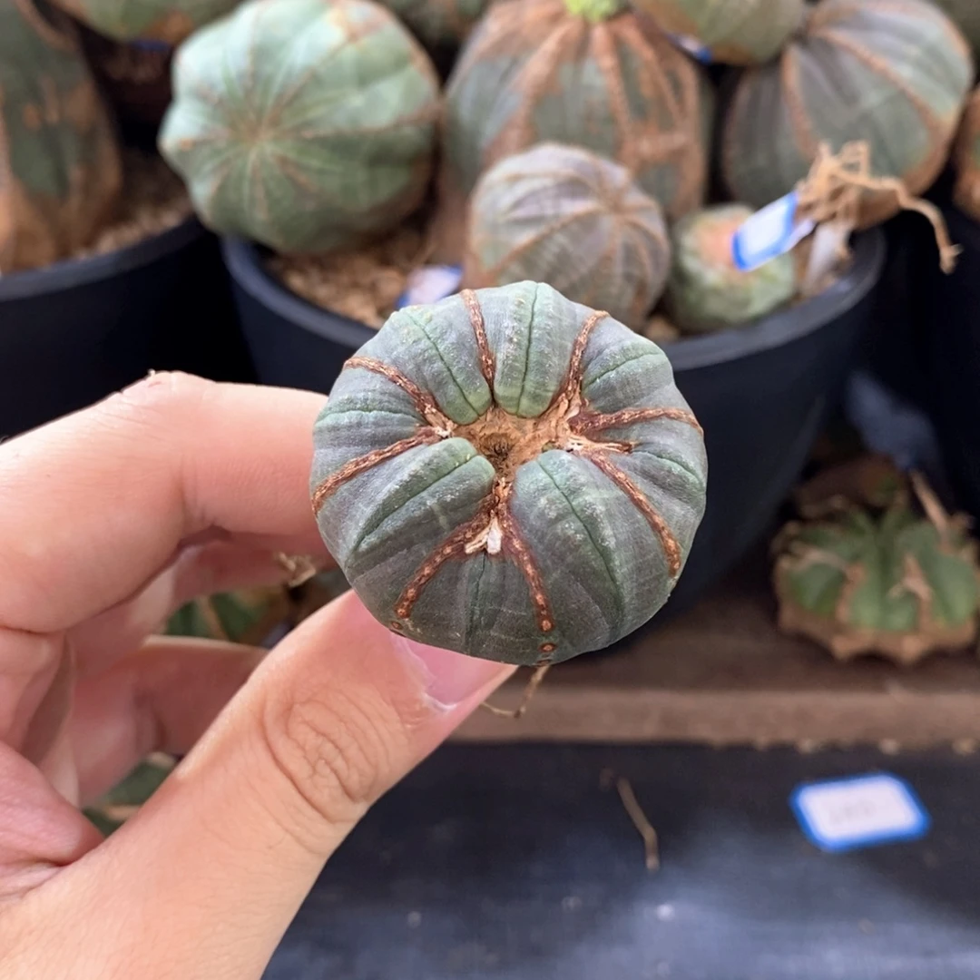 14轮胎欧系实生布纹球