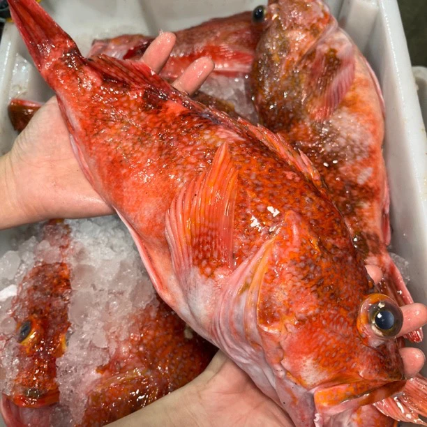 广东汕尾野生深海大红石斑