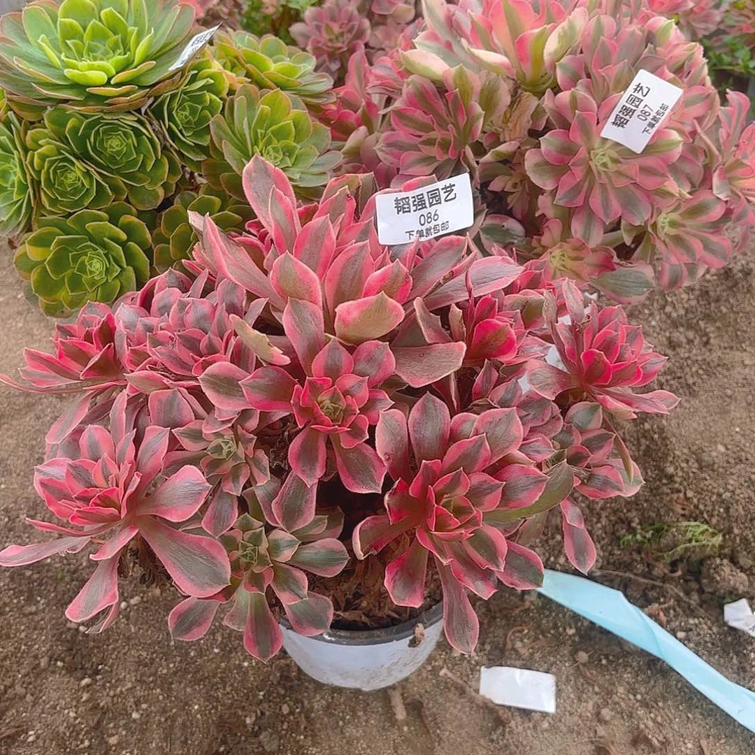 女妖女巫奶白多肉植物86-87-88