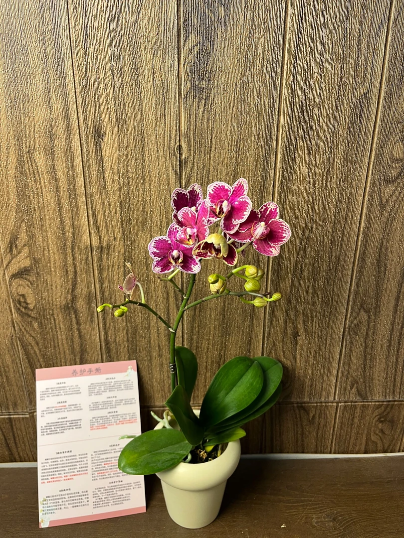 可乐 精品蝴蝶兰  室内精品观赏 真花