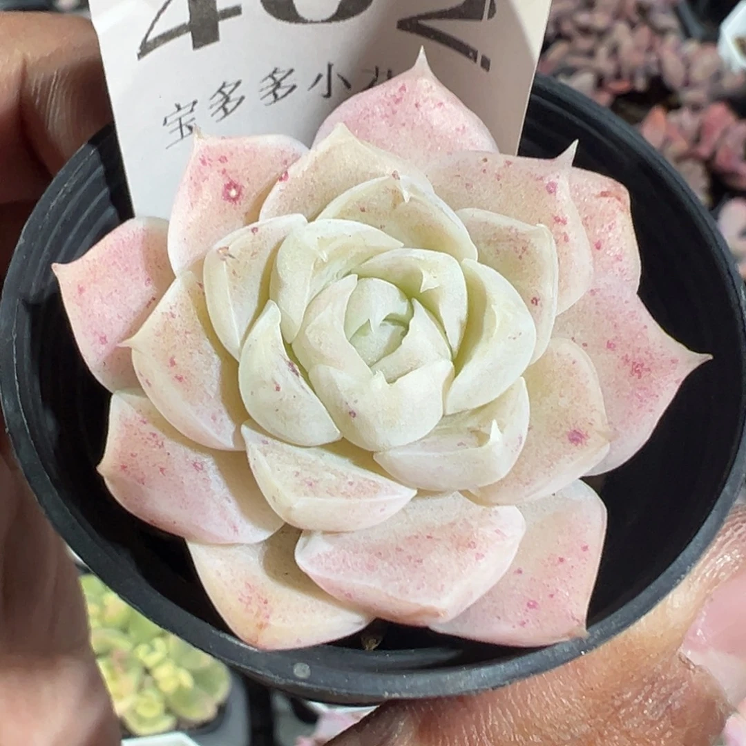 402号白月影一物一拍满18包邮